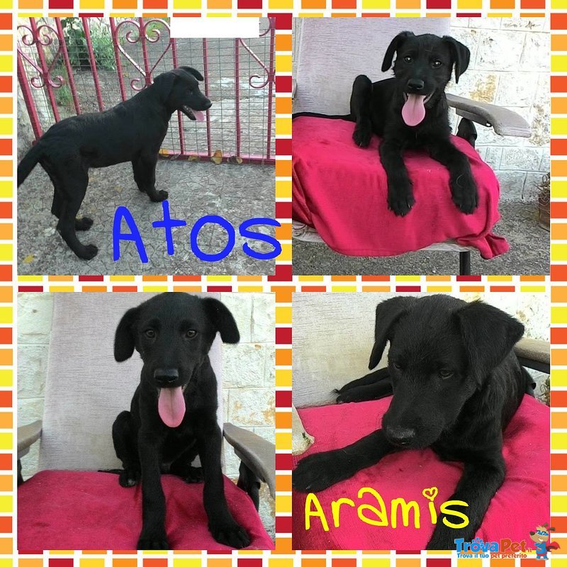 Athos e Aramis Cuccioli mix- Labrador di 3 Mesi - Foto n. 2