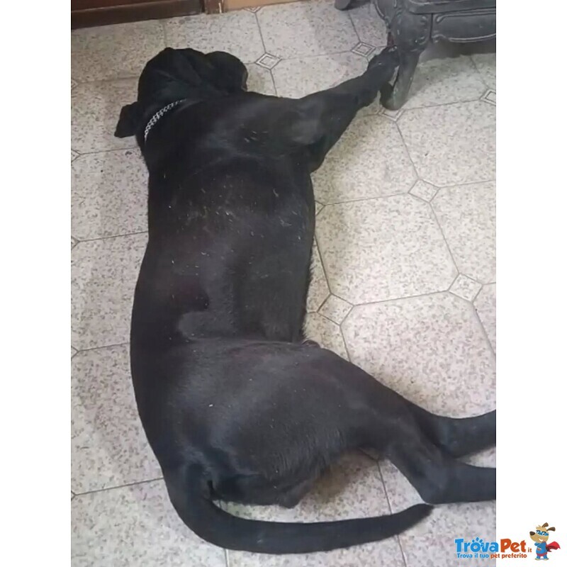 Pago cane Corso 5 anni Cerca casa - in Adozione - Foto n. 4
