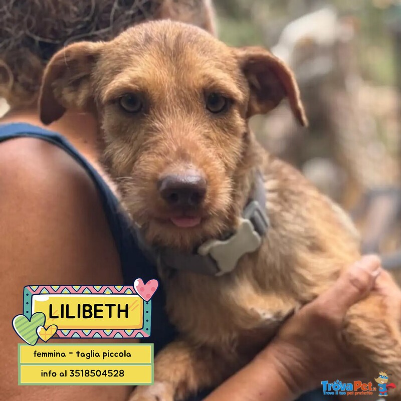 Lilibeth Dolce Cagnolina 1 anno e Mezzo Cerca casa - Taglia Piccola 5 Kg - Foto n. 1