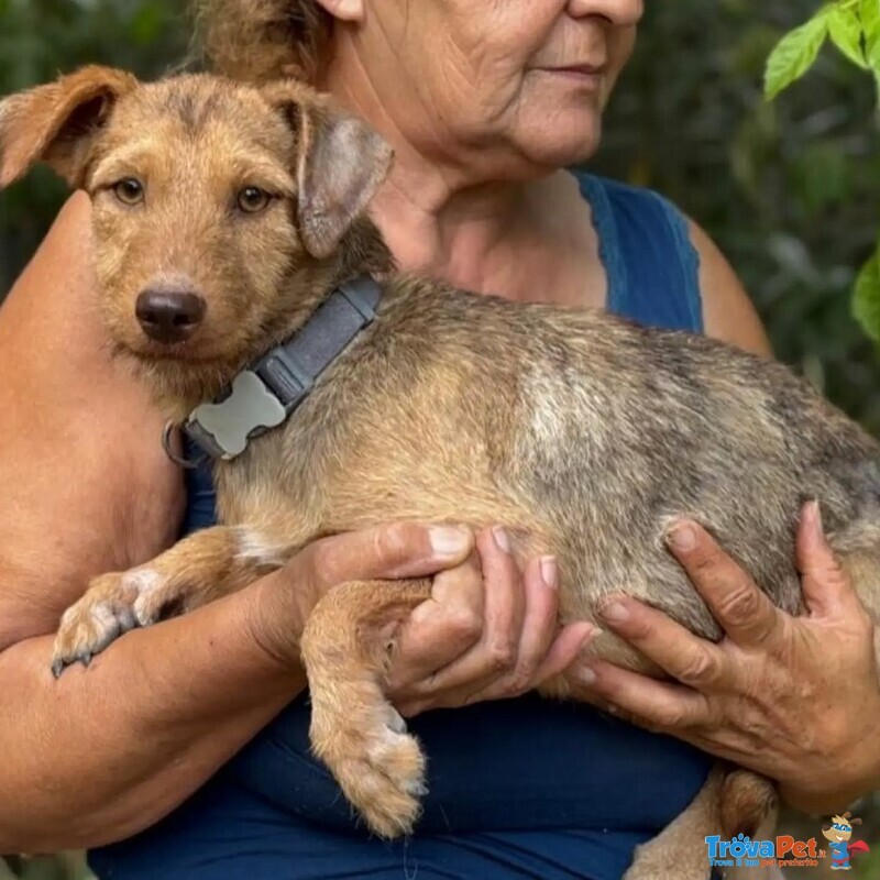 Lilibeth Dolce Cagnolina 1 anno e Mezzo Cerca casa - Taglia Piccola 5 Kg - Foto n. 2