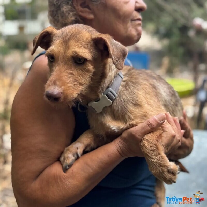 Lilibeth Dolce Cagnolina 1 anno e Mezzo Cerca casa - Taglia Piccola 5 Kg - Foto n. 3