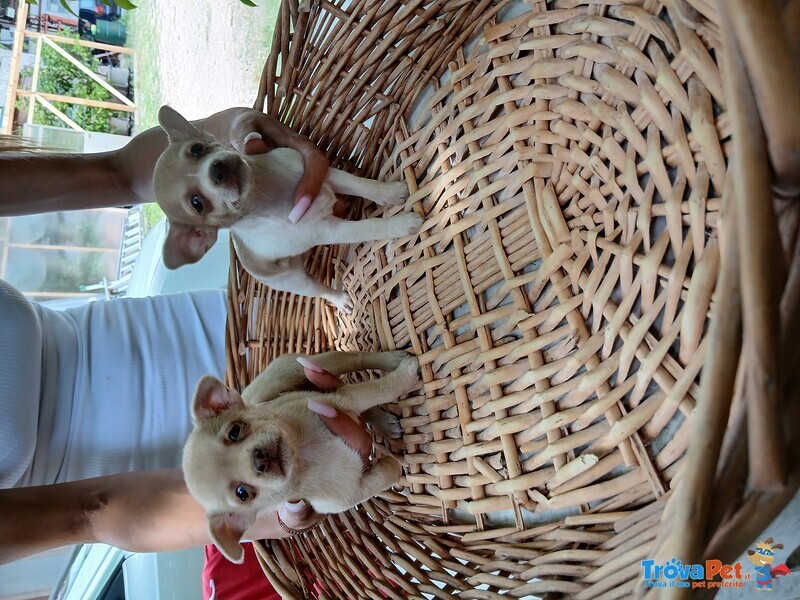 Cedo Maschio Femmina Chihuahua - Foto n. 1