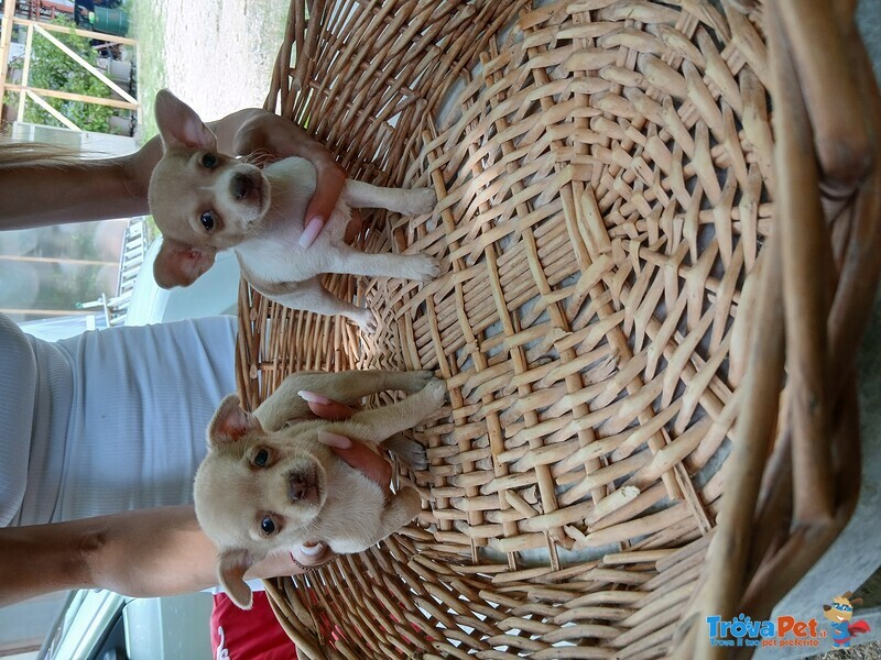 Cedo Maschio Femmina Chihuahua - Foto n. 2