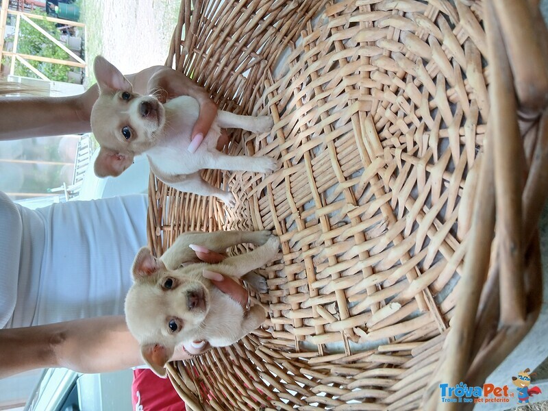 Cedo Maschio Femmina Chihuahua - Foto n. 3
