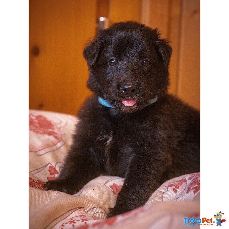 Cuccioli di Pastore Belga Groenendael - Foto n. 2
