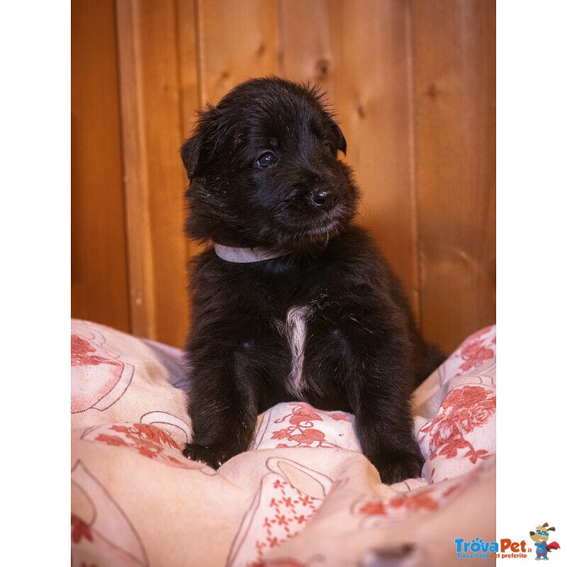 Cuccioli di Pastore Belga Groenendael - Foto n. 4