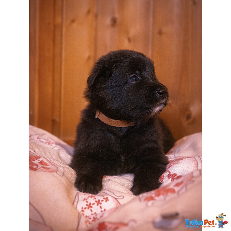 Cuccioli di Pastore Belga Groenendael - Foto n. 5