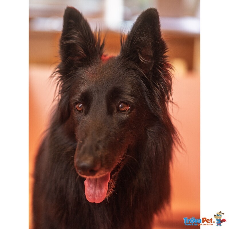 Cuccioli di Pastore Belga Groenendael - Foto n. 1