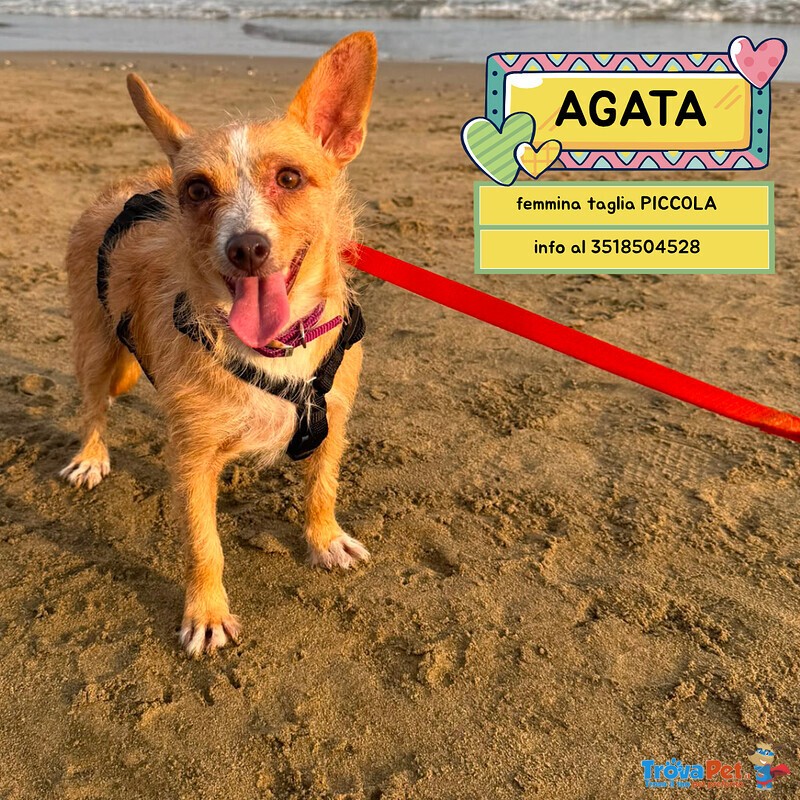 Agata Dolce Cagnolina Taglia Piccola Cerca casa - in Adozione - Foto n. 1