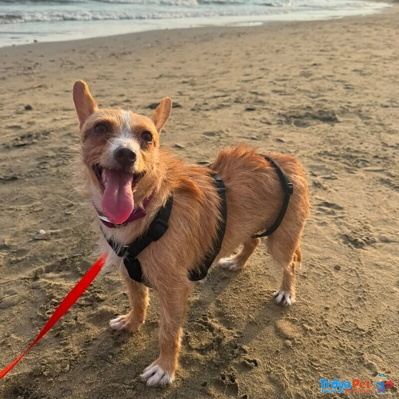 Agata Dolce Cagnolina Taglia Piccola Cerca casa - in Adozione - Foto n. 2