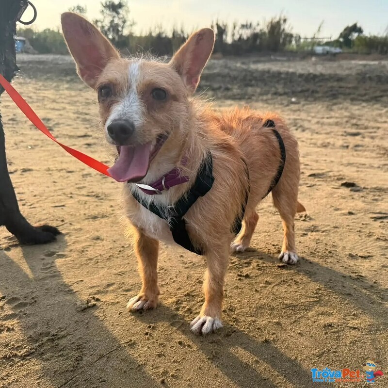 Agata Dolce Cagnolina Taglia Piccola Cerca casa - in Adozione - Foto n. 4