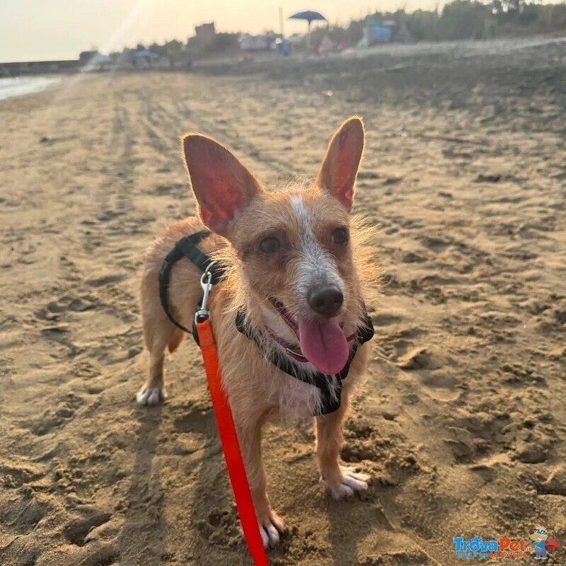 Agata Dolce Cagnolina Taglia Piccola Cerca casa - in Adozione - Foto n. 5