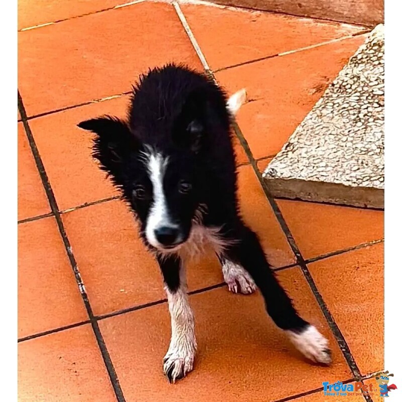 Mino Dolce Cucciolo Maschio mix Border Collie in Adozione - Foto n. 2