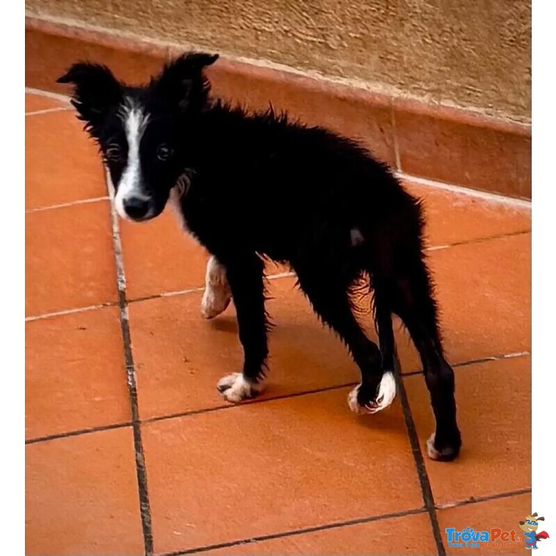 Mino Dolce Cucciolo Maschio mix Border Collie in Adozione - Foto n. 3