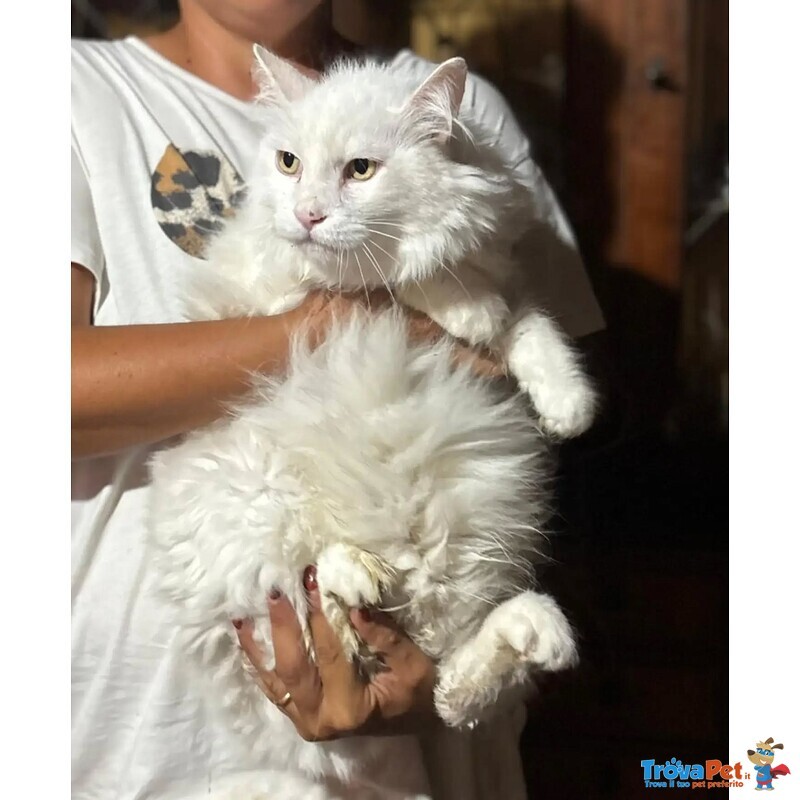 Dante Bellissimo Gattone a pelo Lungo Cerca casa - in Adozione - Foto n. 2