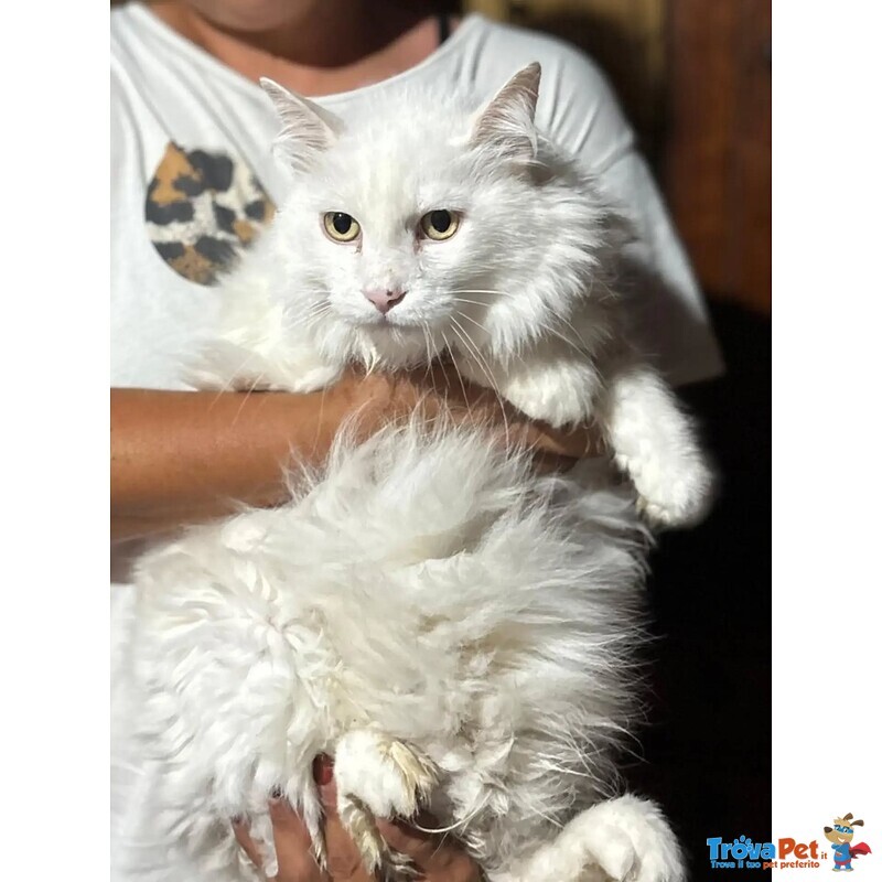Dante Bellissimo Gattone a pelo Lungo Cerca casa - in Adozione - Foto n. 3