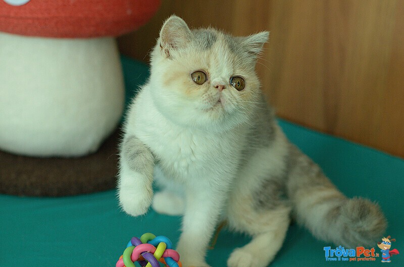 Cuccioli di Exotic Shorthair - Foto n. 1