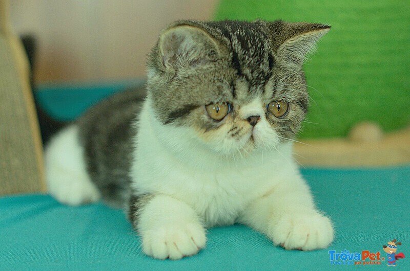 Cuccioli di Exotic Shorthair - Foto n. 2