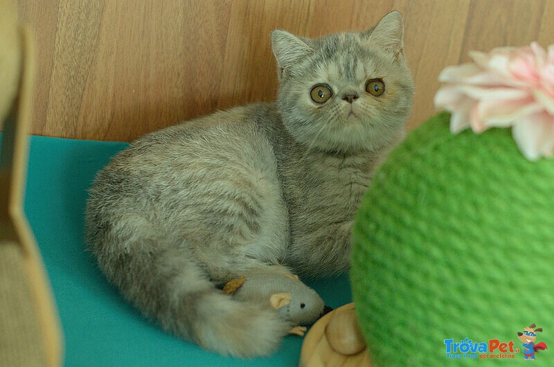 Cuccioli di Exotic Shorthair - Foto n. 3