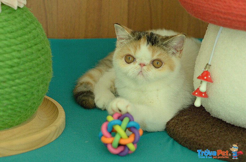 Cuccioli di Exotic Shorthair - Foto n. 4