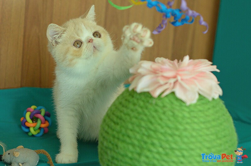 Cuccioli di Exotic Shorthair - Foto n. 6