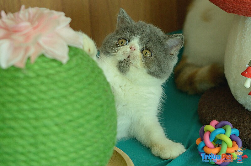 Cuccioli di Exotic Shorthair - Foto n. 7