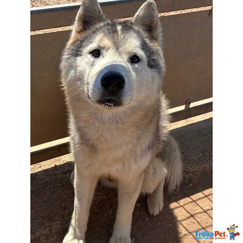 Bruscolino Splendido Siberian Husky Cerca casa - in Adozione - Foto n. 1