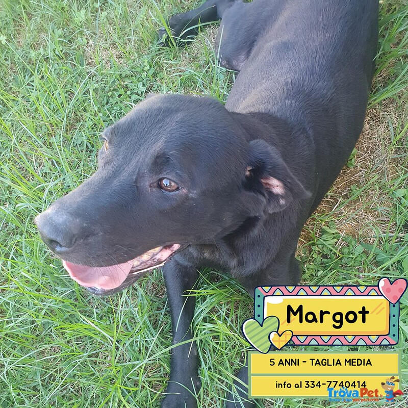 Margot Dolce Cagnolina 5 anni Taglia Media Cerca Casa - Foto n. 1