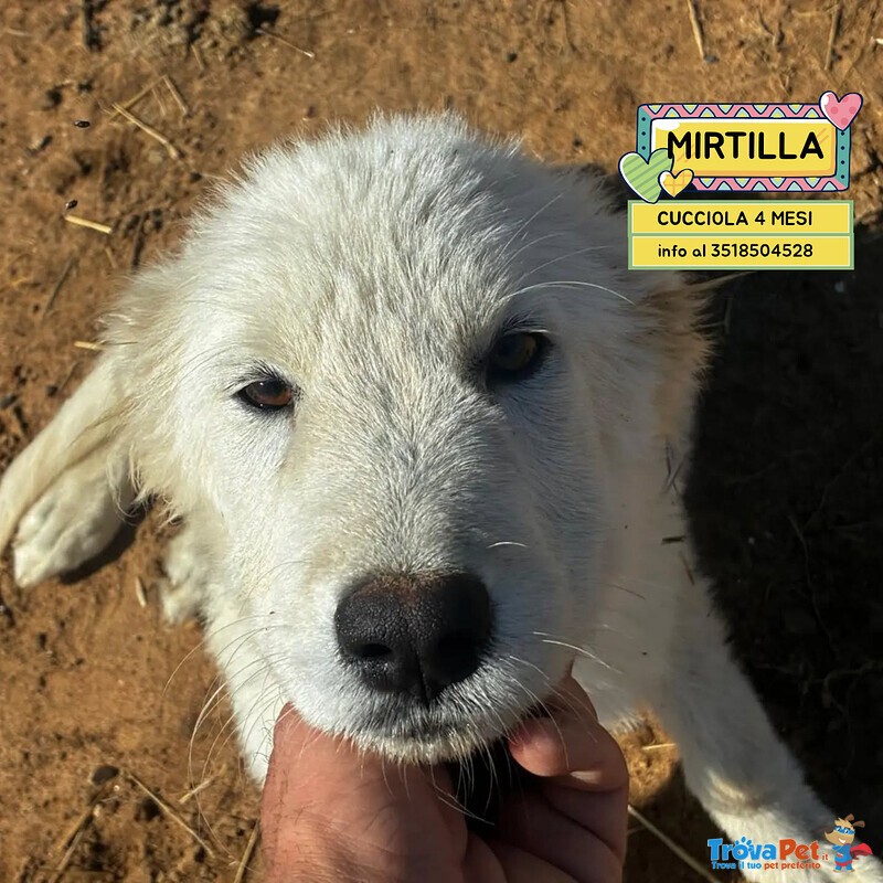 Mirtilla Dolce Cucciola 4 mesi Cerca casa - Futura Taglia Media - Foto n. 1