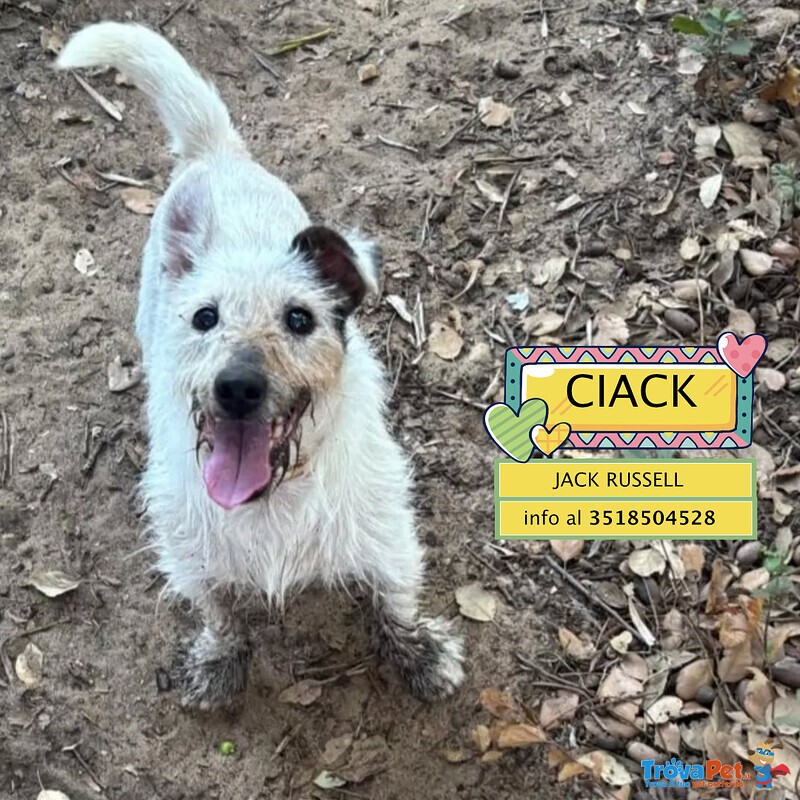 Ciack - jack Russell a pelo Corto Cerca casa - in Adozione a Latina - Foto n. 1