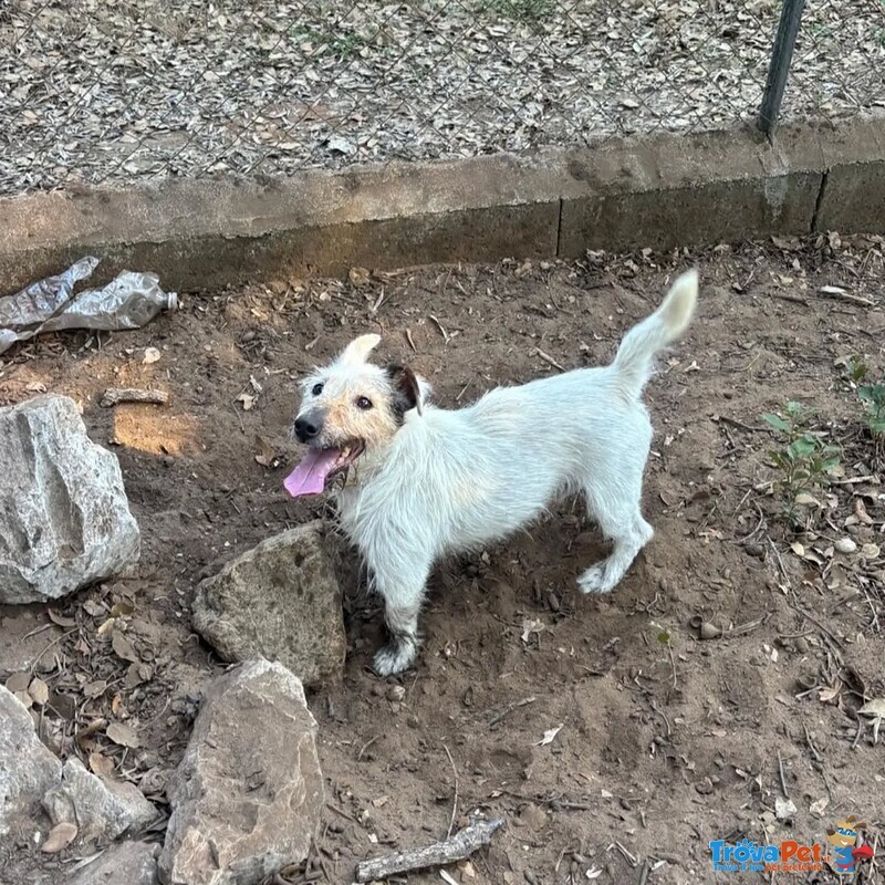 Ciack - jack Russell a pelo Corto Cerca casa - in Adozione a Latina - Foto n. 2