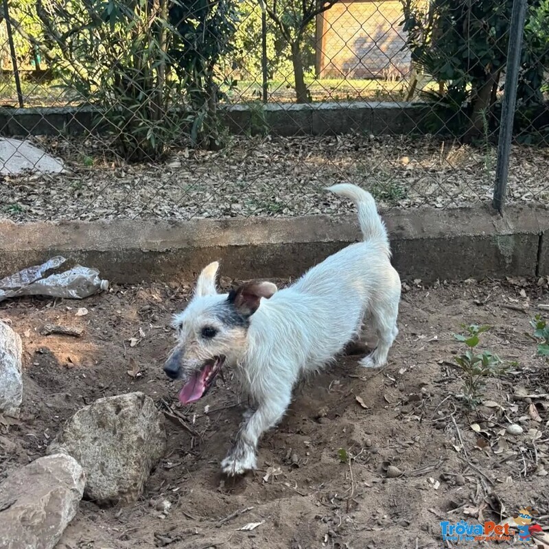Ciack - jack Russell a pelo Corto Cerca casa - in Adozione a Latina - Foto n. 3