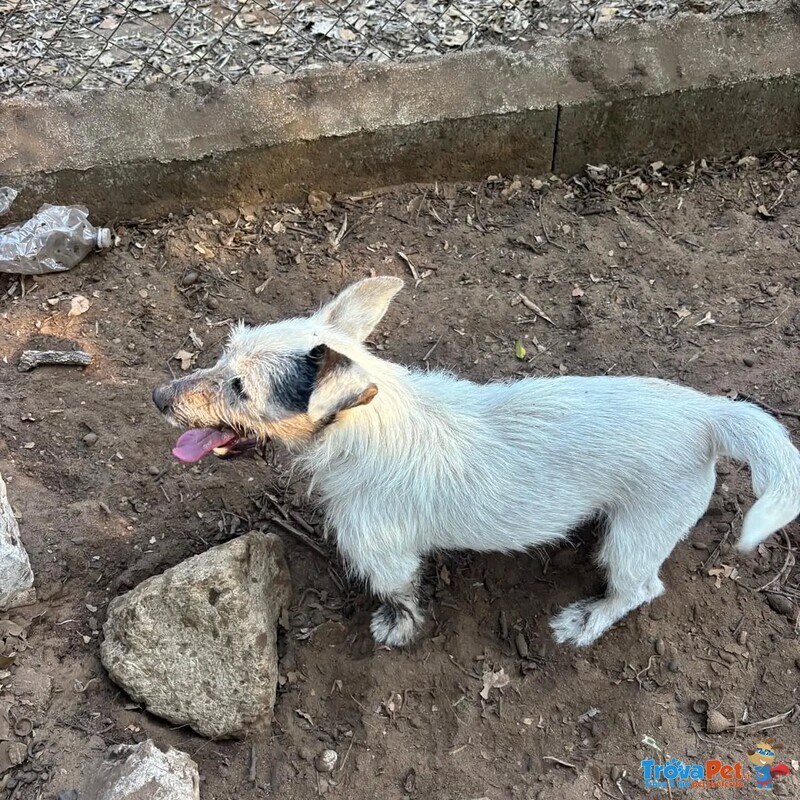 Ciack - jack Russell a pelo Corto Cerca casa - in Adozione a Latina - Foto n. 4