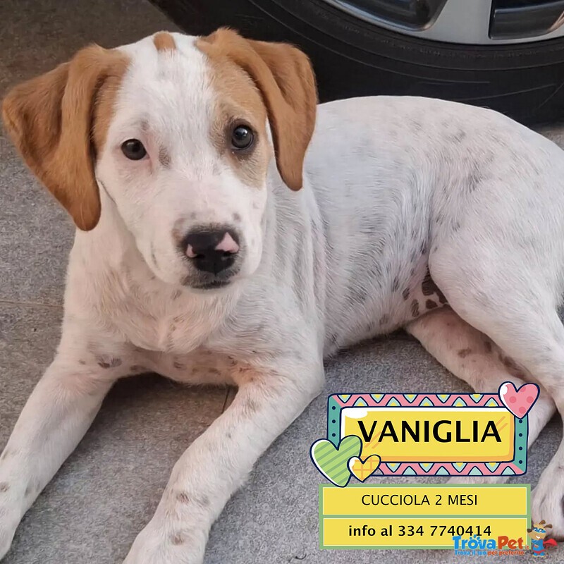 Vaniglia Dolce Cucciola 2 mesi Taglia Media Cerca casa - in Adozione - Foto n. 1