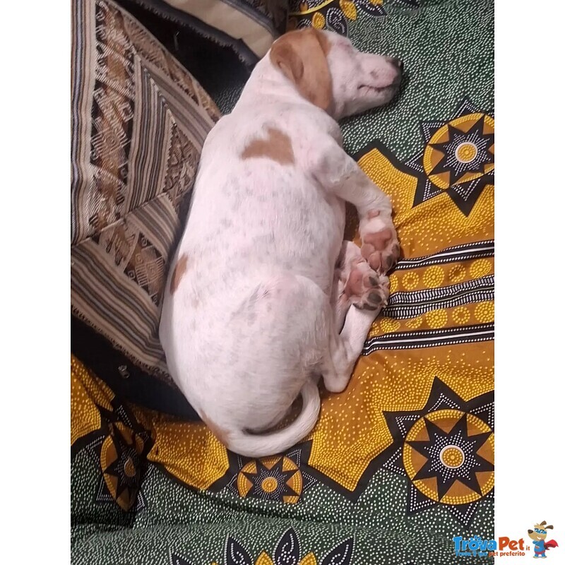 Vaniglia Dolce Cucciola 2 mesi Taglia Media Cerca casa - in Adozione - Foto n. 5