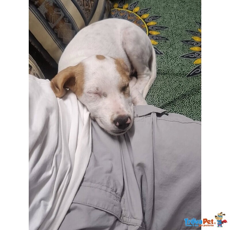 Vaniglia Dolce Cucciola 2 mesi Taglia Media Cerca casa - in Adozione - Foto n. 6