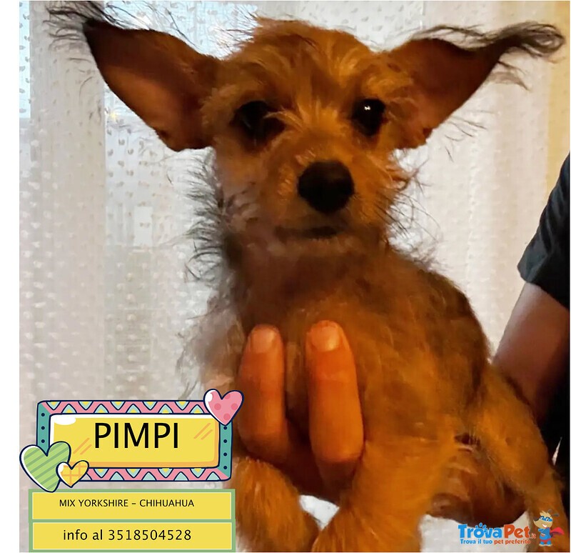 Pimpi Dolce Cucciolina Incrocio Chihuahua Yorkshire Cerca casa - in Adozione a Latina - Foto n. 1