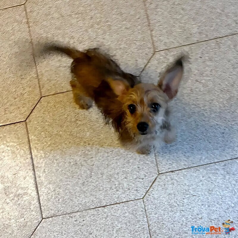 Pimpi Dolce Cucciolina Incrocio Chihuahua Yorkshire Cerca casa - in Adozione a Latina - Foto n. 3