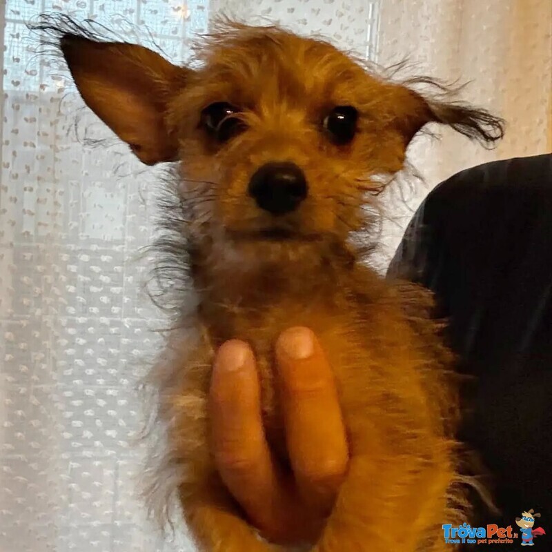 Pimpi Dolce Cucciolina Incrocio Chihuahua Yorkshire Cerca casa - in Adozione a Latina - Foto n. 4