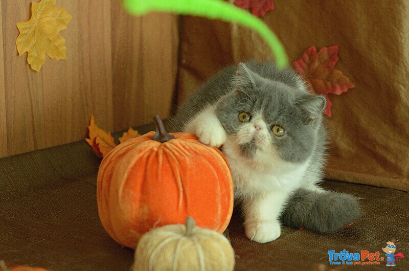 Cuccioli di Exotic Shorthair - Foto n. 1