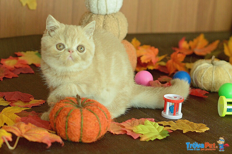 Cuccioli di Exotic Shorthair - Foto n. 2