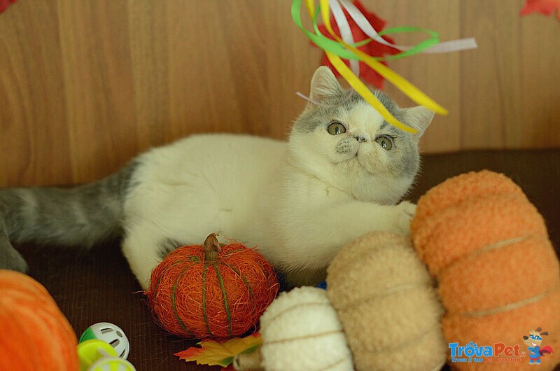 Cuccioli di Exotic Shorthair - Foto n. 4