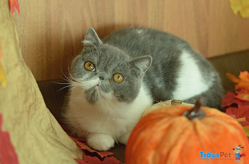 Cuccioli di Exotic Shorthair - Foto n. 5