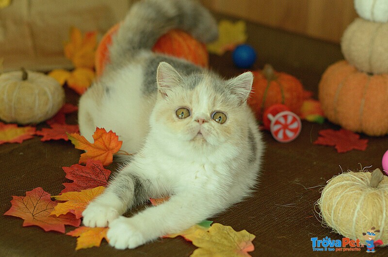 Cuccioli di Exotic Shorthair - Foto n. 6
