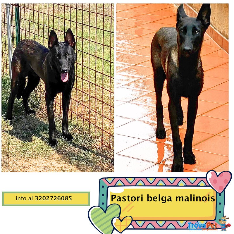 Cash e Hydra Pastori Belga Malinois Cercano casa - Adozione Consapevole - Foto n. 1