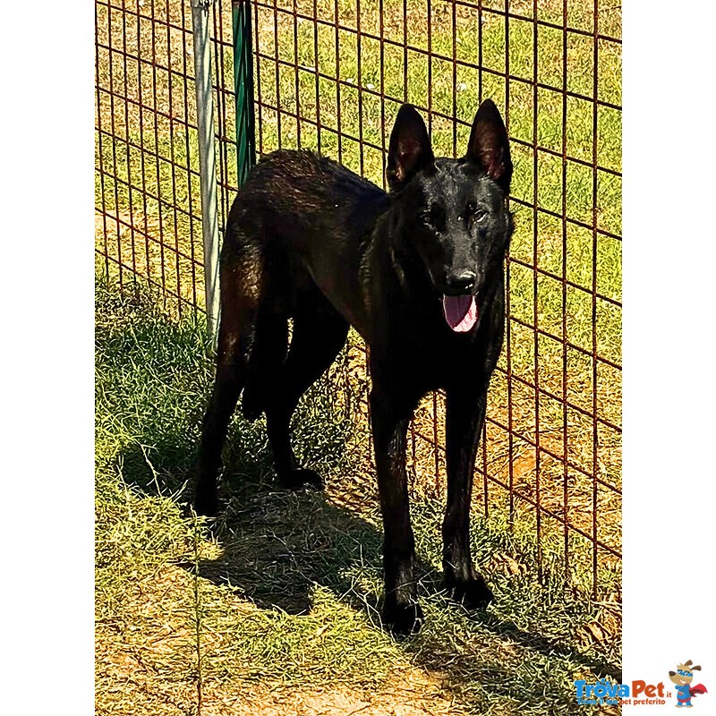 Cash e Hydra Pastori Belga Malinois Cercano casa - Adozione Consapevole - Foto n. 2