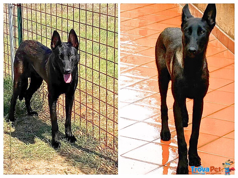Cash e Hydra Pastori Belga Malinois Cercano casa - Adozione Consapevole - Foto n. 3