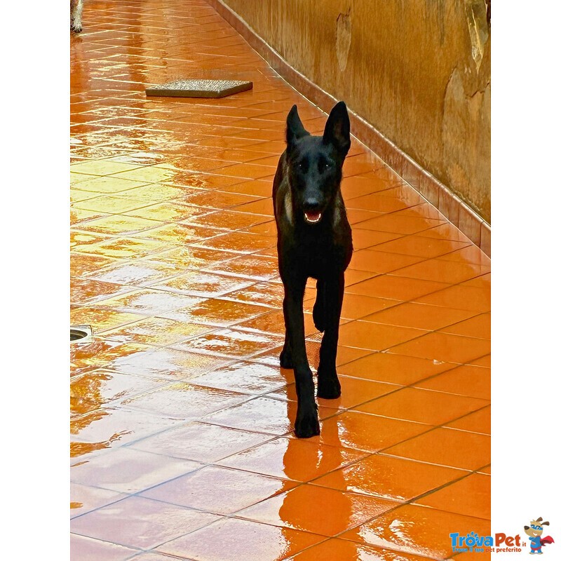 Cash e Hydra Pastori Belga Malinois Cercano casa - Adozione Consapevole - Foto n. 4