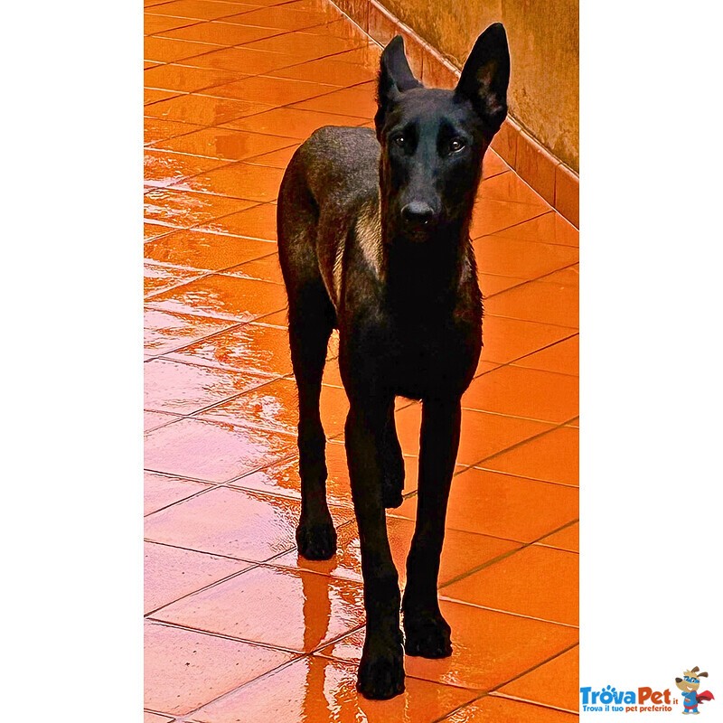 Cash e Hydra Pastori Belga Malinois Cercano casa - Adozione Consapevole - Foto n. 5