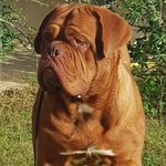 Cucciola Dogue de Bordeaux - Foto n. 4